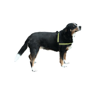 ARNÉS PERRO LIGHT&REFLEX LUMINOSO ANCHO 25mm LONGITUD AJUSTABLE 80-100cm