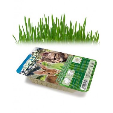 Hierba para gatos en bandeja 100 gr - Evita la acumulación de bolas de pelo