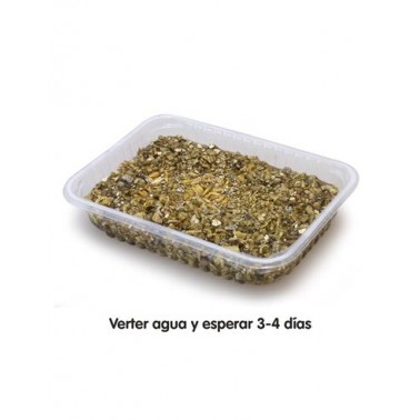 Hierba para gatos en bandeja 100 gr - Evita la acumulación de bolas de pelo