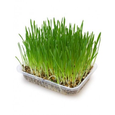 Hierba para gatos en bandeja 100 gr - Evita la acumulación de bolas de pelo