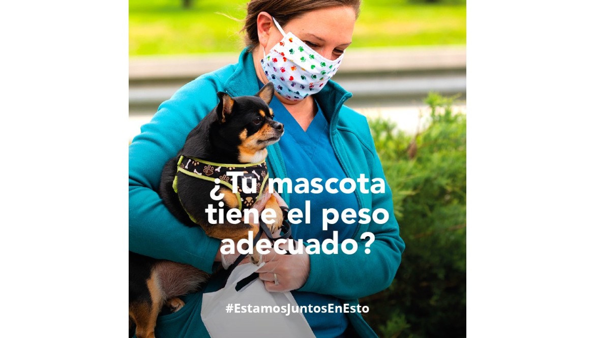 OBESIDAD Y EJERCICIO DE TU MASCOTA