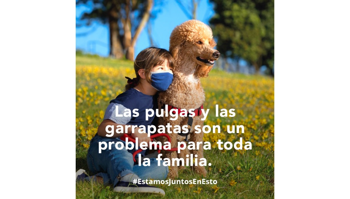 DESPARASITACIÓN: PULGAS Y GARRAPATAS