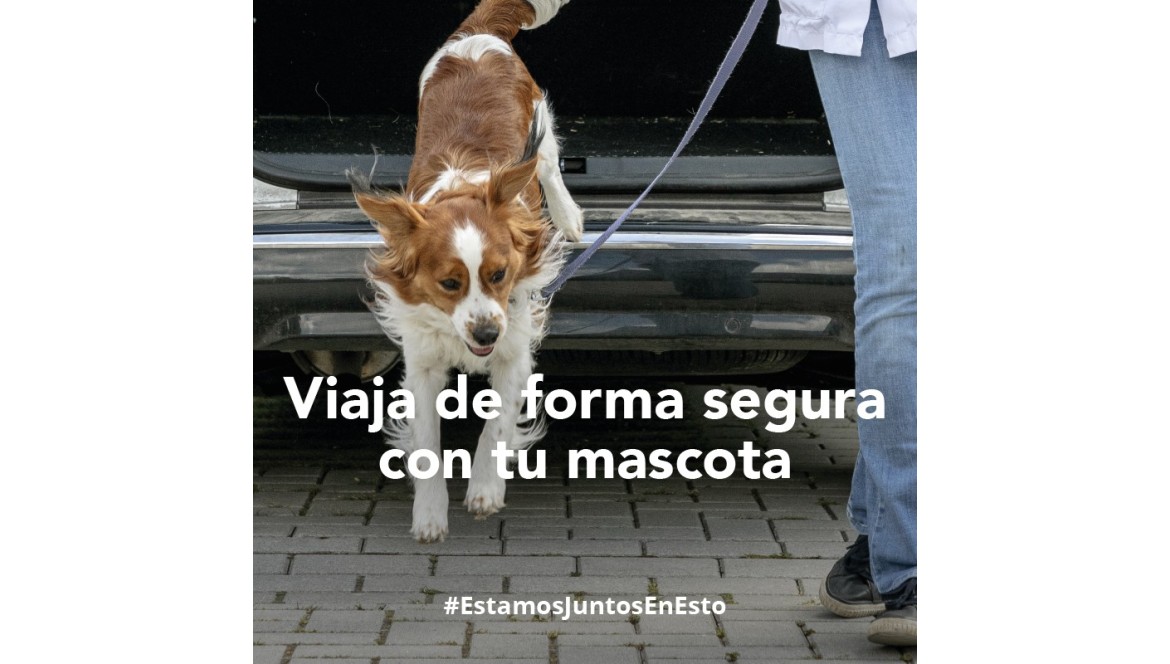 VIAJES SEGUROS CON MASCOTAS