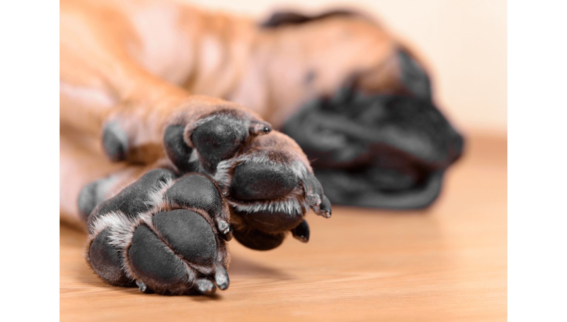 Cómo curar las almohadillas de los perros