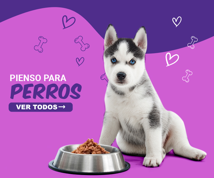 Pienso para perros